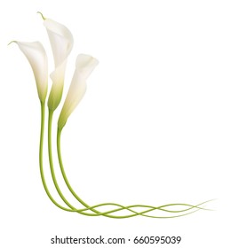 Realistic White Calla Lily Corner.