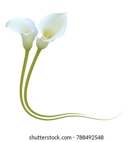 Realistic white calla lily corner. Admire your beauty.