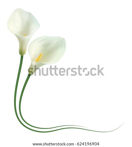 Realistic white calla lily corner. "Admire your beauty".