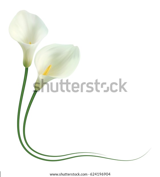 Realistic White Calla Lily Corner Admire Stock Vector (Royalty Free ...