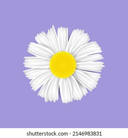 Realistic white chamomile. Isolated 3d white flower 