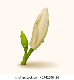 Realistic white champaka flower, vector illustration and design.