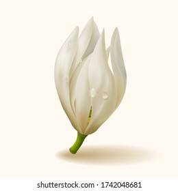 Realistic white champaka flower, vector illustration and design.