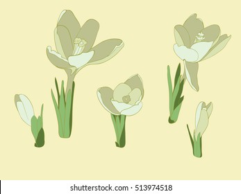 Realistic white crocuses isolated on a yellow background.