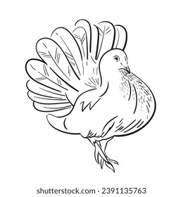 Realistic White decorative dove sketch illustration. doodle silhouette, on white background. Vector illustration or element for your design.