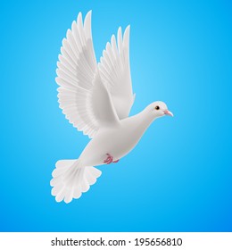 Realistic white dove flying on blue sky background. Symbol of peace