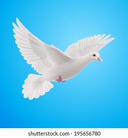 Realistic white dove on blue sky background. Symbol of peace