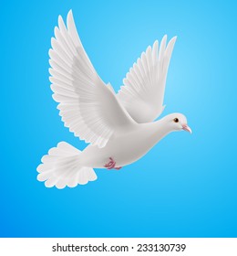 Realistic white dove on blue background. Symbol of peace