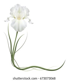 Realistic white iris, corner, the symbol of friendship and fidelity. 