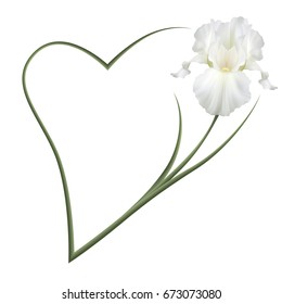 Realistic white iris, romantic frame, the symbol of friendship and fidelity. 