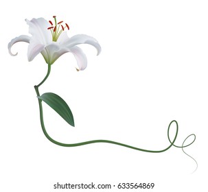 Realistic White Lily Corner. The Symbol Of Innocence And Purity. 