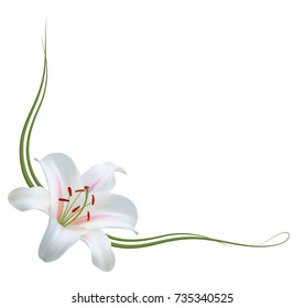 Realistic White Lily Frame, Corner.