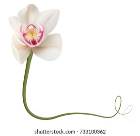 Realistic white orchid frame, corner.