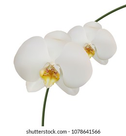 Realistic white orchids on white background, mesh vector illustration. 