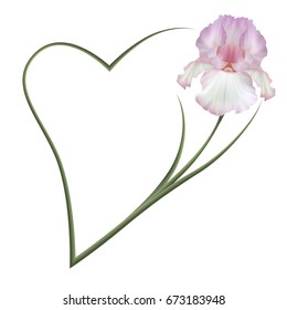 Realistic white pink iris, romantic frame, the symbol of friendship and fidelity. 