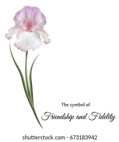 Realistic white pink iris, the symbol of friendship and fidelity.