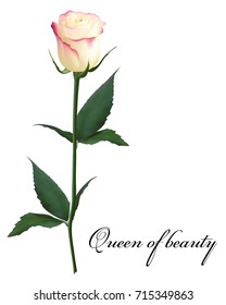 Realistic white with red rose, Queen of beauty