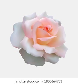 vector realista de flores de rosa blanco con gradiciones rosadas atractivas para las necesidades de diseño.