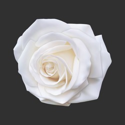 Realistyczna Biała Róża, Ilustracja Wektorowa Na Czarnym Tle
