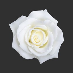 Realistyczna Biała Róża, Ilustracja Wektorowa Na Czarnym Tle