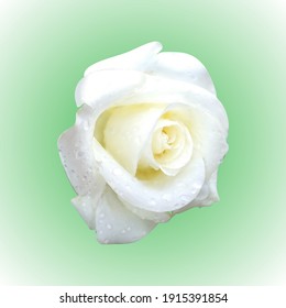 Realistic white rose. Vector illustration of a rose with dew drops on the petals is made with a mesh gradient. A blank for creativity. A glossy ball on a black background.