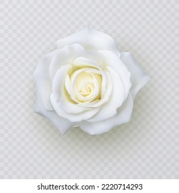 Realistic white rose, vector illustration on White background
