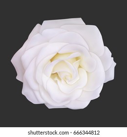 441,019 White roses Stock Vectors, Images & Vector Art | Shutterstock