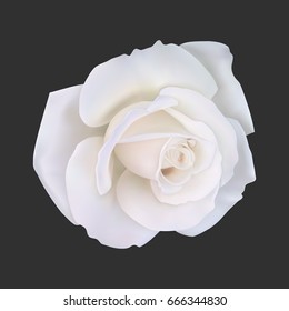 Realistic White Rose, Vector Illustration On Black Background