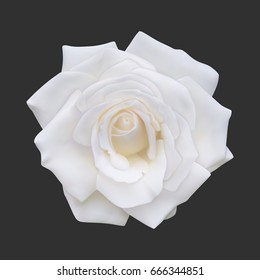 Realistic white rose, vector illustration on black background