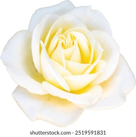 realistic white rose with yellow shadows vector floral motif