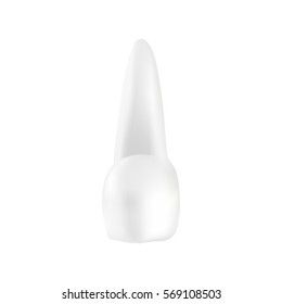 Realistic white tooth with apex. Maxillary central incisor. For dentistry. Vector isolated illustration.