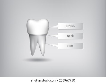 Realistic white tooth on a blue background. Structure of tooth infographics.