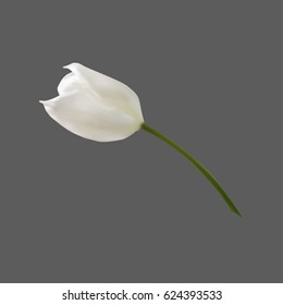 Realistic white tulip, bud and stem isolated on a gray background. Vector illustration