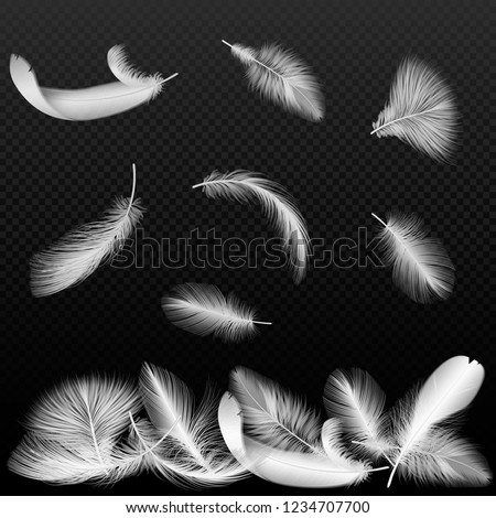 Realistic white vector bird twirled feathers falling on black transparent alpha background.