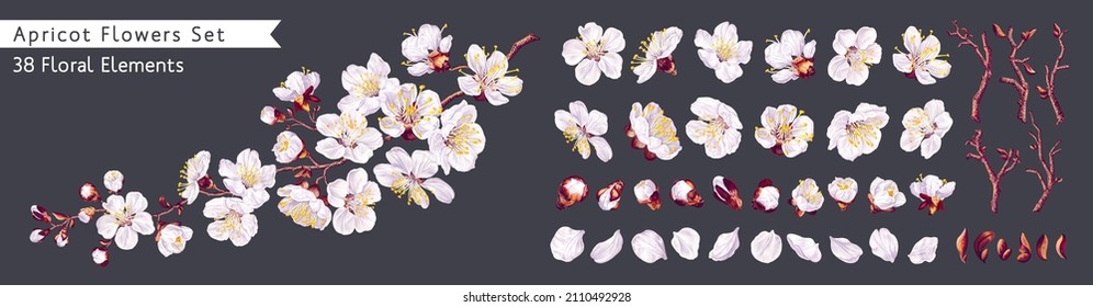  Realistic white vector flowers, petals, buds, twigs and one ready-to-use fruit tree branch. Big set of apricot flowers. From this set you can compose your own branches and flower arrangements.