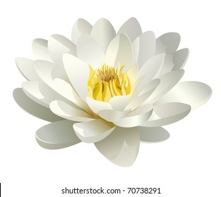 realistic white water lily vector