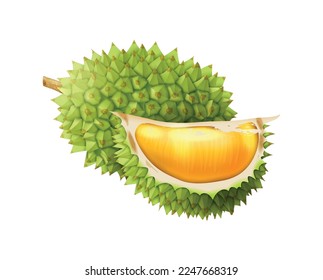 Realistic whole and cut durian on white background vector illustration