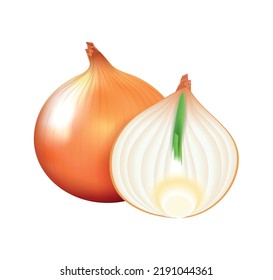 Realistic whole and half bulb onion vector illustration