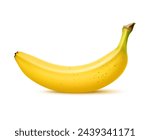 Realistic whole ripe banana fruit, tropical farm food or dessert, isolated vector. Fresh unpeeled whole banana fruit in closeup macro 3d for organic juice or dessert package
