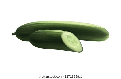 Ilustración vectorial de pepino fresco y realistas