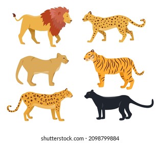 Caracteres de dibujos animados de gatos salvajes realistas ilustraciones vectoriales establecidas. Dibujos de grandes gatos: león, jaguar, cougar, tigre, chita, pantera negra aislada en fondo blanco. Vida silvestre, fauna, concepto zoológico