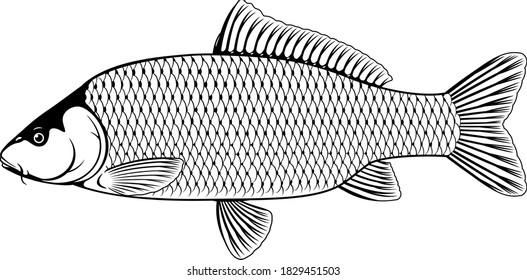 Realistic wild common carp fish in black and white isolated illustration, one freshwater fish on side view