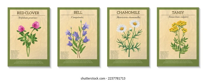 Realistic wild flower bouque poster set isolated vector illustration