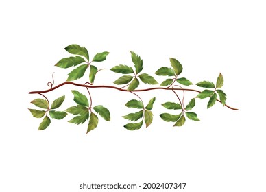 Realistic wild grape vine with green leaves on blank background vector illustration