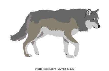 Realistic wild wolf vector illustration