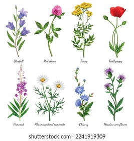 Realistic wildflowers icons set with blooming poppy and camomile isolated vector illustration