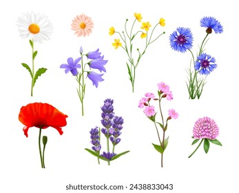 Flores silvestres realistas. Flor silvestre aislada, flores de hierbas de primavera en el campo de lavanda de la flor de maíz de manzanilla de tallo planta de flor miscelánea, conjunto de ilustración vectorial 3d exacta