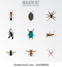 Realistic Wisp, Arachnid, Bug And Other Vector Elements. Set Of Animal Realistic Symbols Also Includes Pismire, Beetle, Wasp Objects.