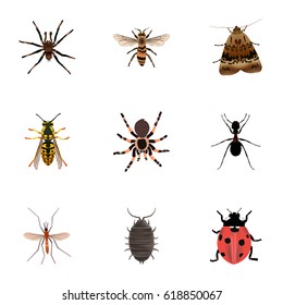 Realistic Wisp, Arachnid, Dor And Other Vector Elements. Set Of Bug Realistic Symbols Also Includes Tarantula, Ant, Pismire Objects.