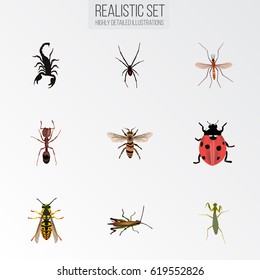 Realistic Wisp, Ladybird, Locust And Other Vector Elements. Set Of Hexapod Realistic Symbols Also Includes Arachnid, Alive, Ant Objects.